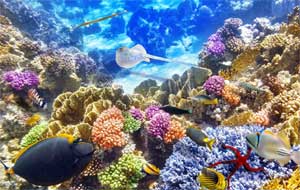 Конспект интегрированной непосредственно образовательной деятельности в группе компенсирующей направленности для детей старшего дошкольного возраста 6-7 лет с ЗПР «Подводный мир»