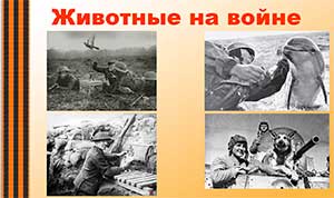 Животные на войне.