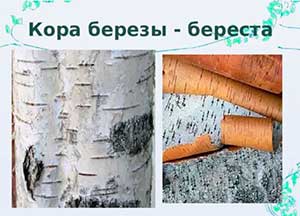Конспект занятия «Кора березы»