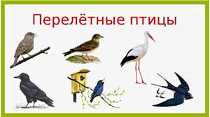 Занятие в подготовительной группе «Перелетные птицы» с использованием ИКТ.