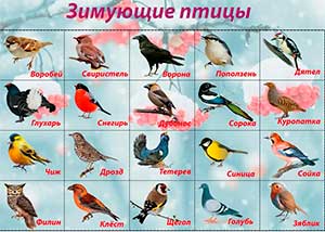 Конспект занятия «Зимующие птицы», средняя группа